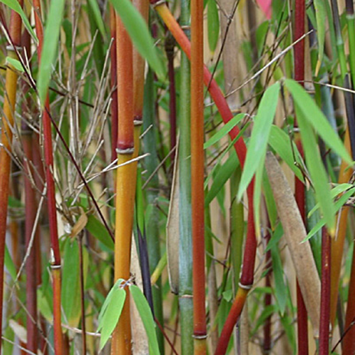 Fargesia 'Jiuzhaigou'